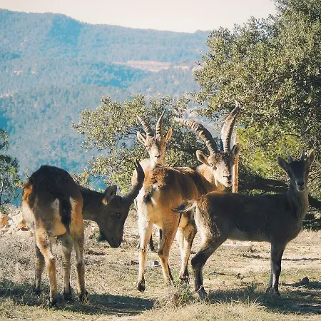 Lejlighed Mas De Pau - Boutique Fuentespalda