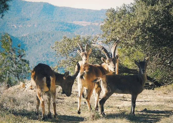 Lägenhet Mas De Pau - Boutique Fuentespalda